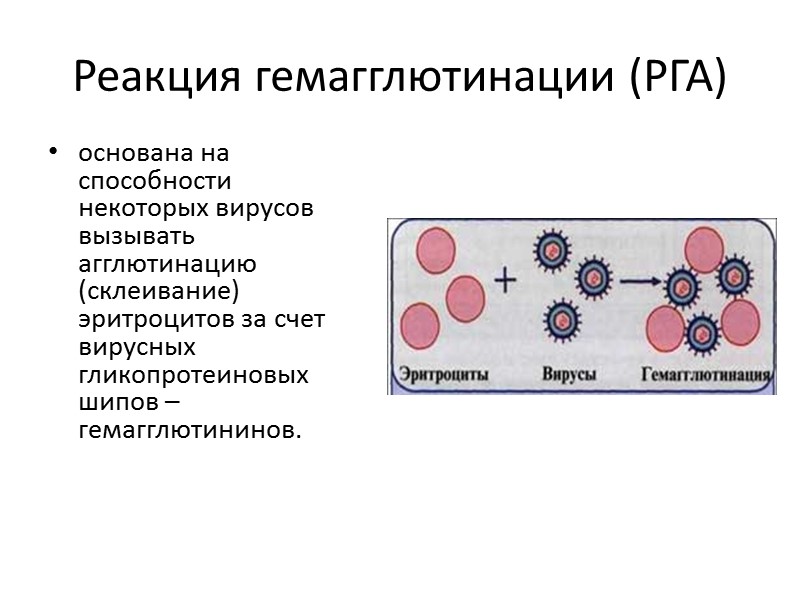 Реакция гемагглютинации (РГА) основана на способности некоторых вирусов вызывать агглютинацию (склеивание) эритроцитов за счет